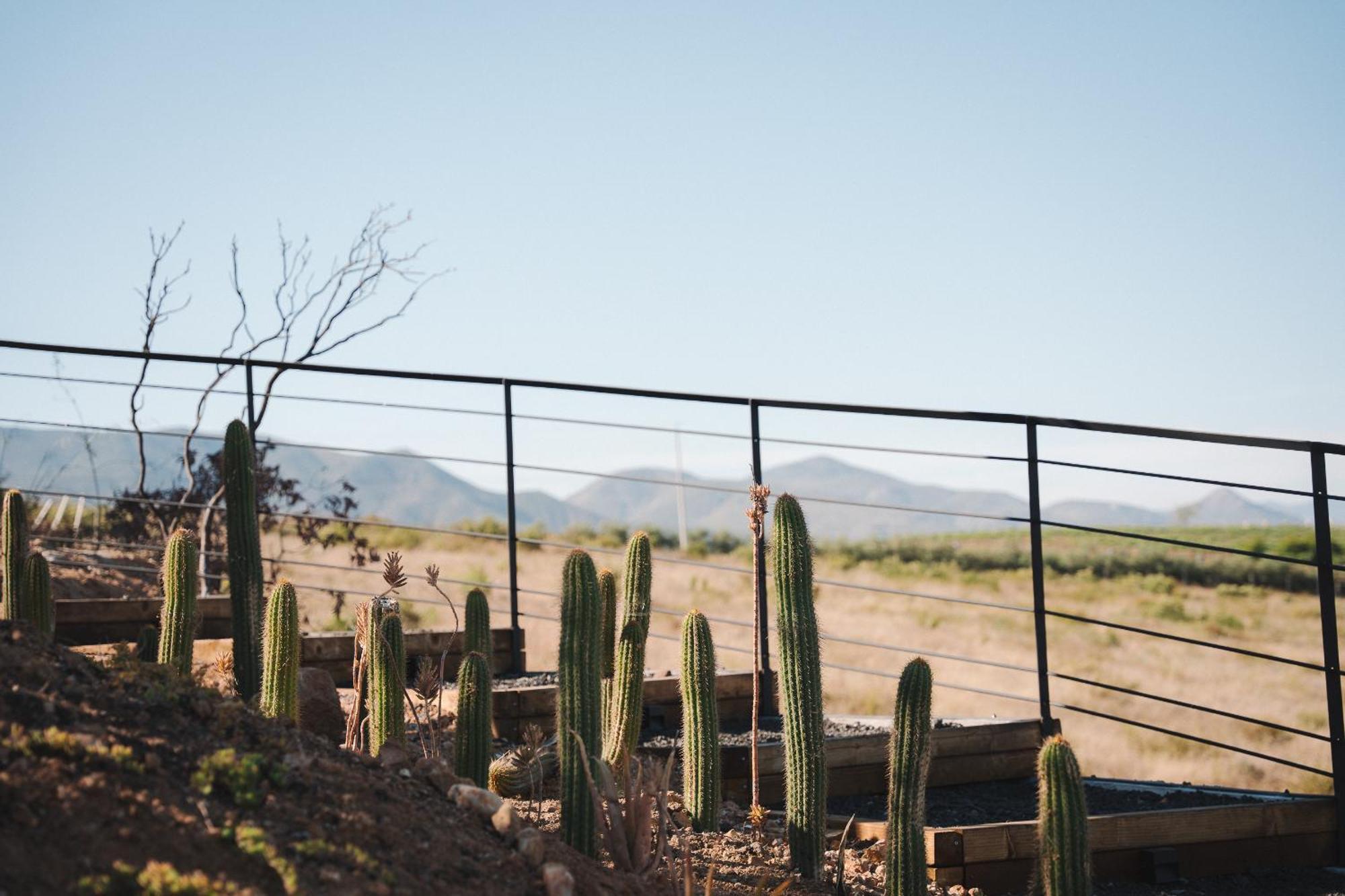 Bajo Estrellas Hotel Contemporaneo Valle de Guadalupe Ngoại thất bức ảnh